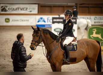 Oldenburger Springpferd, Wallach, 12 Jahre, 170 cm, Brauner