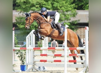 Oldenburger Springpferd, Wallach, 12 Jahre, 170 cm, Brauner