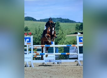 Oldenburger Springpferd, Wallach, 12 Jahre, 172 cm, Fuchs