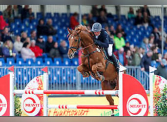 Oldenburger Springpferd, Wallach, 12 Jahre, 173 cm, Fuchs