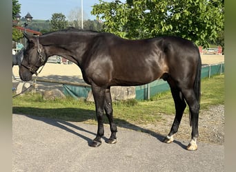 Oldenburger Springpferd, Wallach, 12 Jahre, 177 cm, Rappe