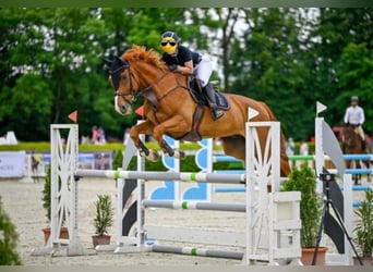 Oldenburger Springpferd Mix, Wallach, 12 Jahre, 180 cm, Fuchs
