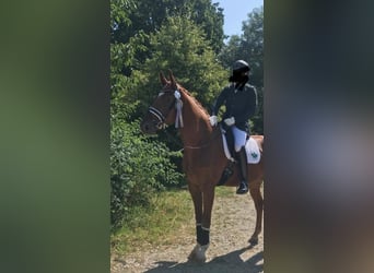 Oldenburger Springpferd, Wallach, 12 Jahre, 184 cm, Fuchs