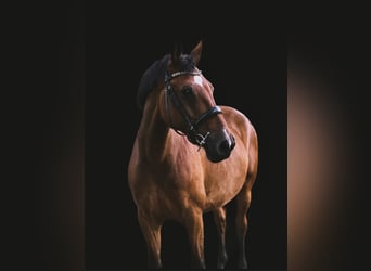 Oldenburger Springpferd, Wallach, 12 Jahre