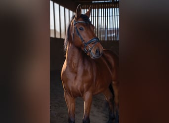 Oldenburger Springpferd, Wallach, 13 Jahre, 161 cm, Brauner
