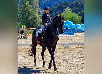 Oldenburger Springpferd, Wallach, 13 Jahre, 165 cm, Schwarzbrauner