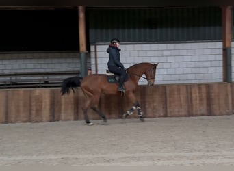 Oldenburger Springpferd, Wallach, 13 Jahre, 166 cm, Dunkelfuchs