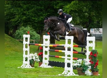 Oldenburger Springpferd, Wallach, 13 Jahre, 170 cm, Rappe