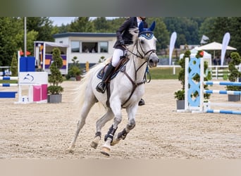 Oldenburger Springpferd, Wallach, 13 Jahre, 170 cm, Schimmel