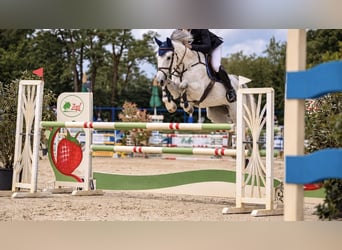 Oldenburger Springpferd, Wallach, 13 Jahre, 170 cm, Schimmel