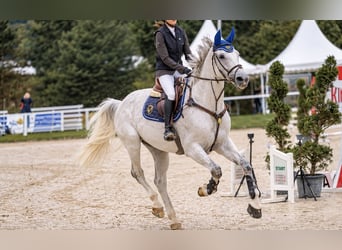 Oldenburger Springpferd, Wallach, 13 Jahre, 170 cm, Schimmel