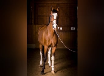 Oldenburger Springpferd, Wallach, 13 Jahre, 172 cm, Brauner