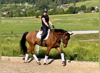 Oldenburger Springpferd, Wallach, 13 Jahre, 174 cm, Brauner