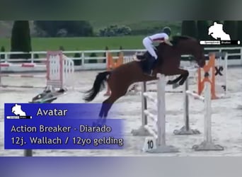 Oldenburger Springpferd, Wallach, 13 Jahre, 174 cm, Brauner