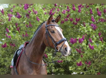 Oldenburger Springpferd, Wallach, 13 Jahre, 175 cm, Brauner