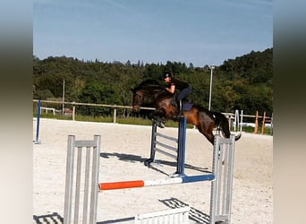 Oldenburger Springpferd, Wallach, 13 Jahre, 175 cm, Dunkelbrauner