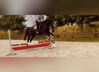 Oldenburger Springpferd, Wallach, 13 Jahre, 175 cm, Schwarzbrauner