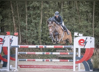 Oldenburger Springpferd, Wallach, 13 Jahre, 178 cm, Dunkelbrauner