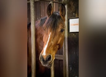 Oldenburger Springpferd, Wallach, 13 Jahre, 180 cm, Brauner