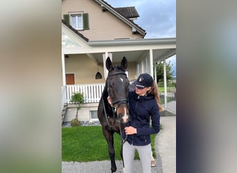 Oldenburger Springpferd, Wallach, 13 Jahre, 180 cm, Dunkelbrauner