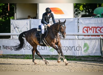 Oldenburger Springpferd, Wallach, 13 Jahre, 180 cm, Dunkelbrauner
