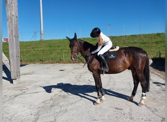 Oldenburger Springpferd, Wallach, 13 Jahre, 180 cm, Dunkelbrauner