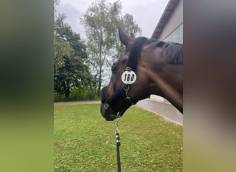 Oldenburger Springpferd, Wallach, 13 Jahre, 180 cm, Dunkelbrauner