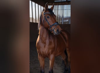 Oldenburger Springpferd, Wallach, 14 Jahre, 163 cm, Brauner