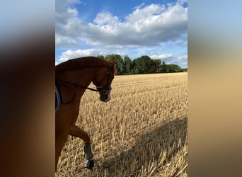 Oldenburger Springpferd, Wallach, 14 Jahre, 164 cm, Fuchs