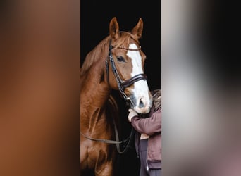 Oldenburger Springpferd, Wallach, 14 Jahre, 164 cm, Fuchs