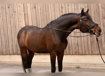 Oldenburger Springpferd, Wallach, 14 Jahre, 167 cm, Dunkelbrauner