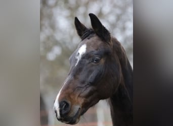 Oldenburger Springpferd, Wallach, 14 Jahre, 167 cm, Schwarzbrauner