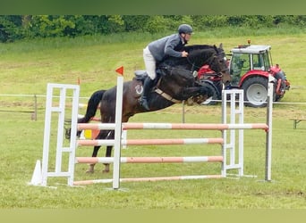 Oldenburger Springpferd, Wallach, 14 Jahre, 169 cm, Dunkelbrauner