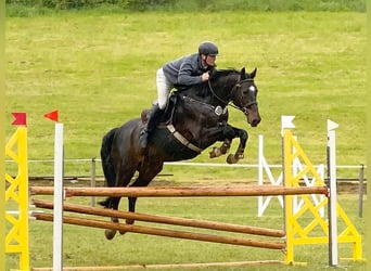 Oldenburger Springpferd, Wallach, 14 Jahre, 169 cm, Dunkelbrauner
