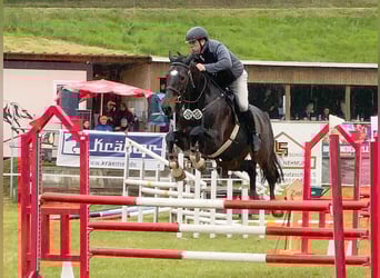 Oldenburger Springpferd, Wallach, 14 Jahre, 169 cm, Dunkelbrauner