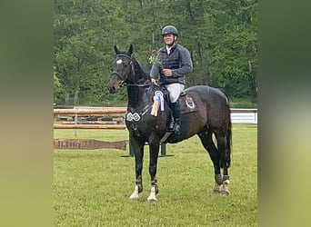 Oldenburger Springpferd, Wallach, 14 Jahre, 169 cm, Dunkelbrauner
