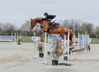 Oldenburger Springpferd, Wallach, 14 Jahre, 170 cm, Fuchs