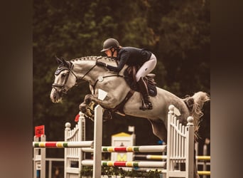 Oldenburger Springpferd, Wallach, 14 Jahre, 172 cm, Schimmel
