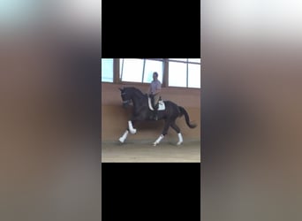 Oldenburger Springpferd, Wallach, 14 Jahre, 175 cm, Rappe