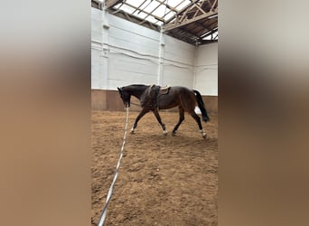 Oldenburger Springpferd, Wallach, 14 Jahre, 179 cm, Brauner