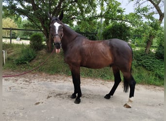 Oldenburger Springpferd, Wallach, 14 Jahre, 181 cm, Rappe