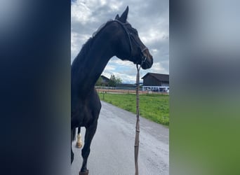 Oldenburger Springpferd, Wallach, 14 Jahre, 187 cm, Schwarzbrauner