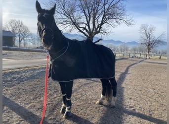 Oldenburger Springpferd, Wallach, 14 Jahre, 187 cm, Schwarzbrauner