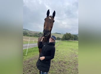 Oldenburger Springpferd, Wallach, 14 Jahre, 189 cm, Brauner