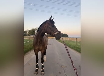 Oldenburger Springpferd, Wallach, 14 Jahre