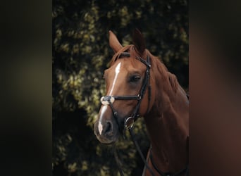 Oldenburger Springpferd, Wallach, 15 Jahre, 170 cm, Fuchs