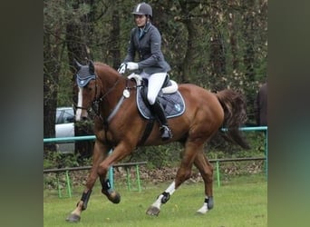 Oldenburger Springpferd, Wallach, 15 Jahre, 170 cm, Fuchs