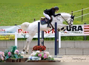 Oldenburger Springpferd, Wallach, 15 Jahre, 170 cm, Schimmel