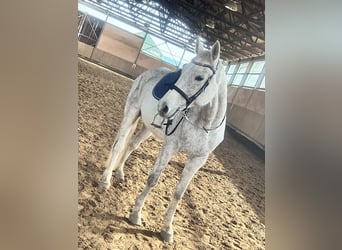 Oldenburger Springpferd, Wallach, 15 Jahre, 173 cm, Fliegenschimmel