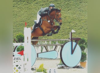 Oldenburger Springpferd, Wallach, 15 Jahre, 180 cm, Brauner